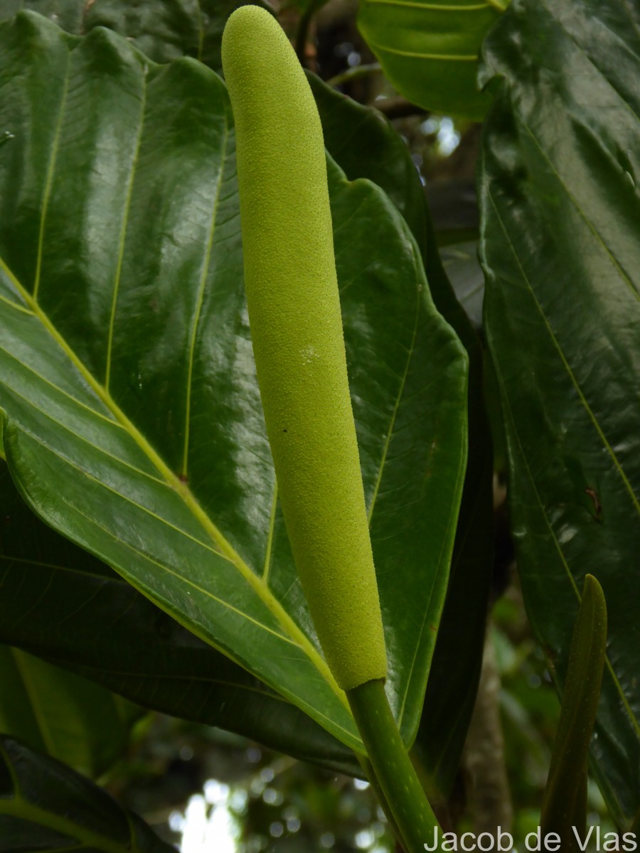 Artocarpus nobilis Thwaites